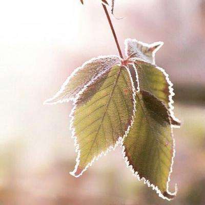 双彩网手机app下载